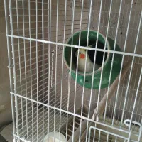 عروس هلندی لوتینو جوجه گذار باقفس ووسال