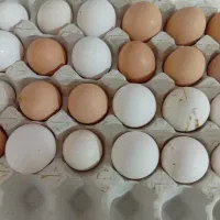 تخم مرغ محلی