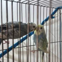 مرغ عشق رینبو|پرنده|رودسر, |دیوار