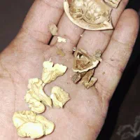 گردوی تازه خشک شول آباد درجه۱  ارگانیک