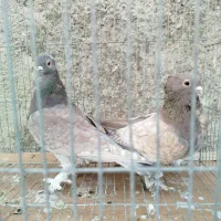 کبوتر بلژیکی و زینتی|پرنده|تهران, افسریه جنوبی|دیوار