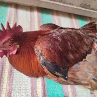 خروس|حیوانات مزرعه|مشهد, كنويست|دیوار