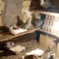 کفترشهرستانی