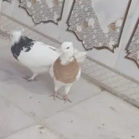 دو عدد طوقی گرفتنی صفت|پرنده|اهواز, فتح|دیوار