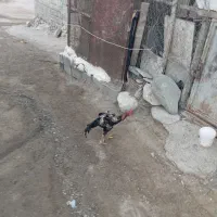 مادمرغ وخروس دومیلیون|حیوانات مزرعه|میناب, |دیوار