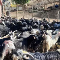 فروش دام زنده بزوتی بزچاق میش وشیشک چاق فلک الدین|حیوانات مزرعه|خرم‌آباد, |دیوار