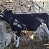 گوساله نر درجه یک|حیوانات مزرعه|جرقویه, |دیوار