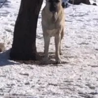 گم شده|حیوانات|تاکستان, |دیوار