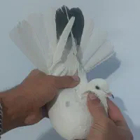 کفتر پرشی|پرنده|رباطکریم, شترخوار|دیوار