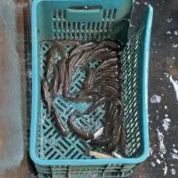 بچه ماهی آمور و کپور وفیتیفاک|ماهی|گرگان, |دیوار