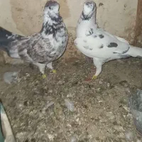 گلی سرورتهرانی پیچ بازی