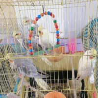 عروس هلندی|پرنده|قائم‌شهر, |دیوار