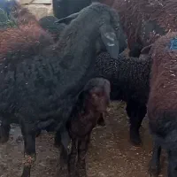 گوسفند|حیوانات مزرعه|بکتاش, |دیوار