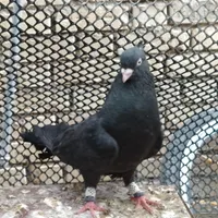 کبوتر زاغ و سینیی