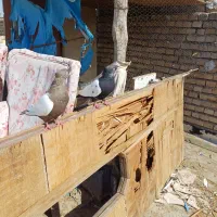 کوی سادات