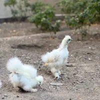 جوجه ابریشمی
