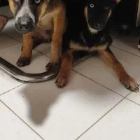 ژرمن ورک لاین