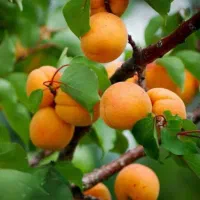 نهال زردآلو|گل و گیاه طبیعی|میانه, |دیوار