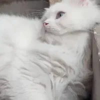 پرشین تربیت شده