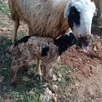 بره نر