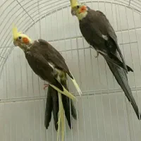 جفت عروس هلندی 2ساله سرحال خاکستری