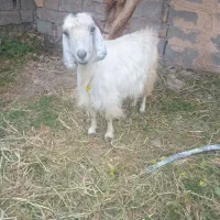 بز کهره فروشی