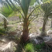 گل پالم|گل و گیاه طبیعی|رودبنه, |دیوار