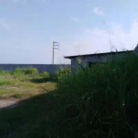 دامداری 70 راسی گاو شیری با مجوز