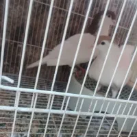 کبوتر معاوضه|پرنده|گنبد کاووس, |دیوار