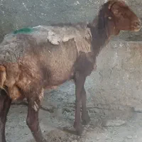 میش