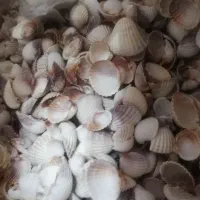 صدف دریایی برای اکسسوری