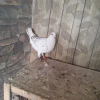 کفتر|پرنده|ورامین, خیر آباد|دیوار