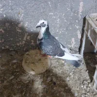 ۸عدد کبوتر پرشی|پرنده|گلبهار, نوبهار|دیوار