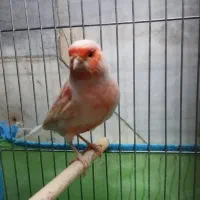 قناری نر مست