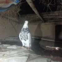 طوقی|پرنده|مبارکه, |دیوار