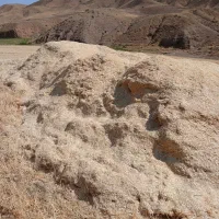 کاه جو کمپاین