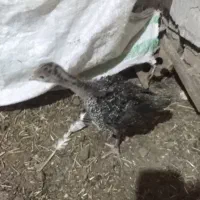 جوجه بوقلمون 45 روزه|حیوانات مزرعه|تربت جام, میان جام|دیوار