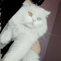 گربه سلطنتی شناسنامه دار***