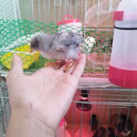 حراج جوجه گلین عشایری زیر مرغی سینه سوزنی 24روزه|حیوانات مزرعه|بومهن, |دیوار