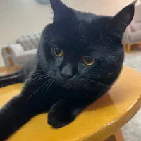 گربه|گربه|گنبد کاووس, |دیوار