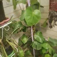 گل برگ انجیری و سانسوریا ابلق