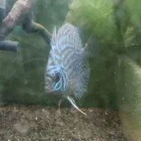 فروش 4 عدد دیسکس