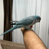 طوطی راهب سخنگو و رام با قفس و لوازم