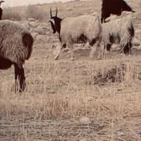 سه عدد کهره دوبوری|حیوانات مزرعه|دوگنبدان, |دیوار