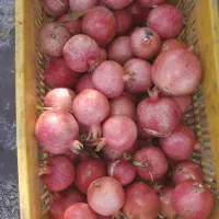 انار درجه دو ویک قیمت پایین|حراج|کوهنانی, |دیوار