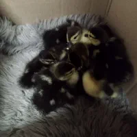 ۶ عدد اردک اسرائیلی + ۳ عدد اردک رشتی