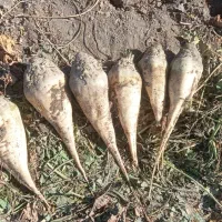 100کیلو شکر فروش یا معاوضه فقط با گندم و جو و ذرت