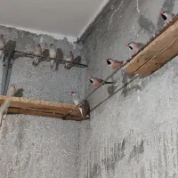 فنچ نرگسی و کرواتی یکجا ۱۳۰۰|پرنده|سبزوار, کراب|دیوار