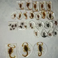 جاسویچی حشرات رزینی  عقرب عنکبوت پلاک