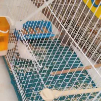 دوتافنچ نروماده یکی سفیدویکی مشکی لپ قرمزباهم ۲۵۰|پرنده|اصفهان, دوطفلان|دیوار
